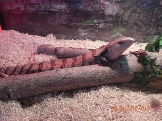 Irish Skink