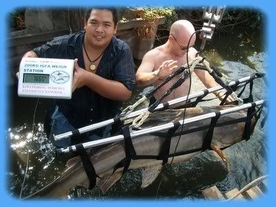 Giant+mekong+catfish+world+record