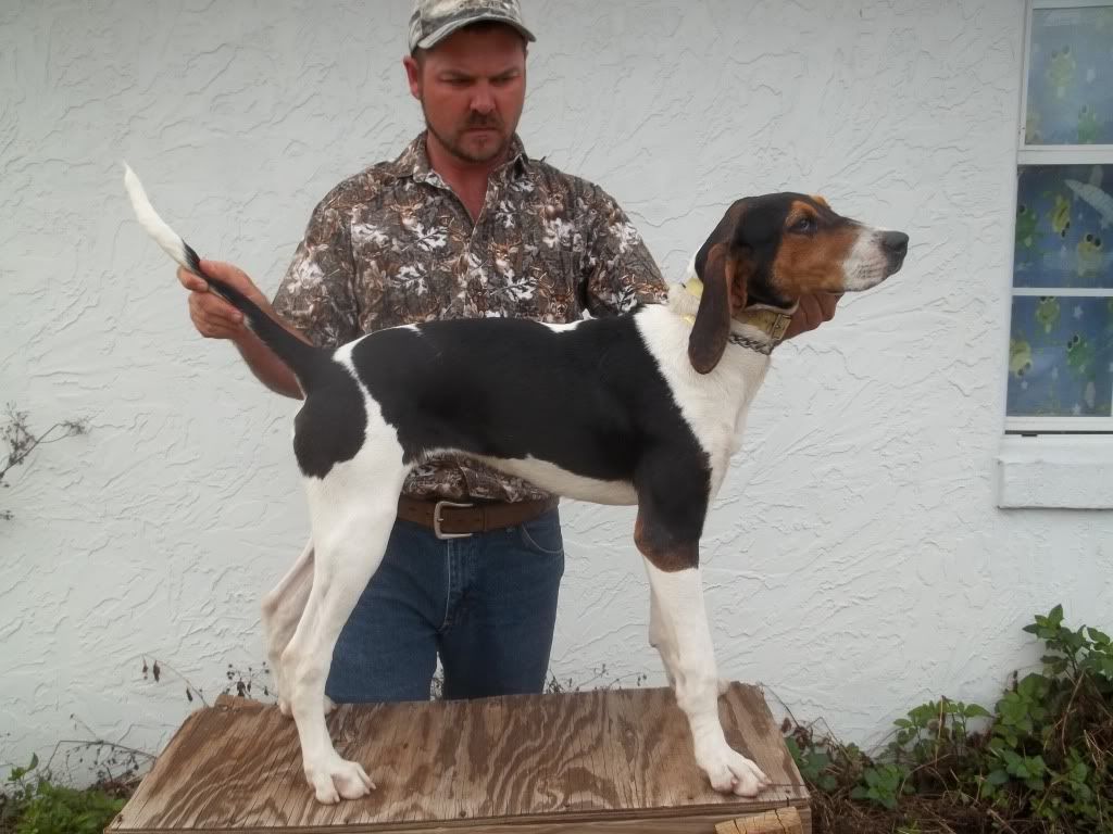 Ukc message boards outlet coonhound classifieds