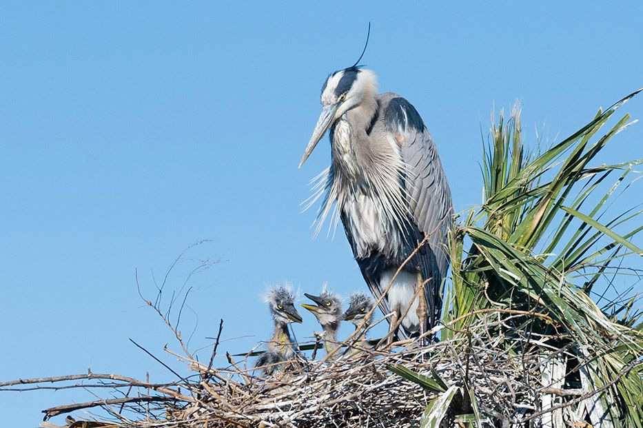 http://i164.photobucket.com/albums/u4/kzpictures/Heron3chicks_DSC4558_zps1df20e82.jpg