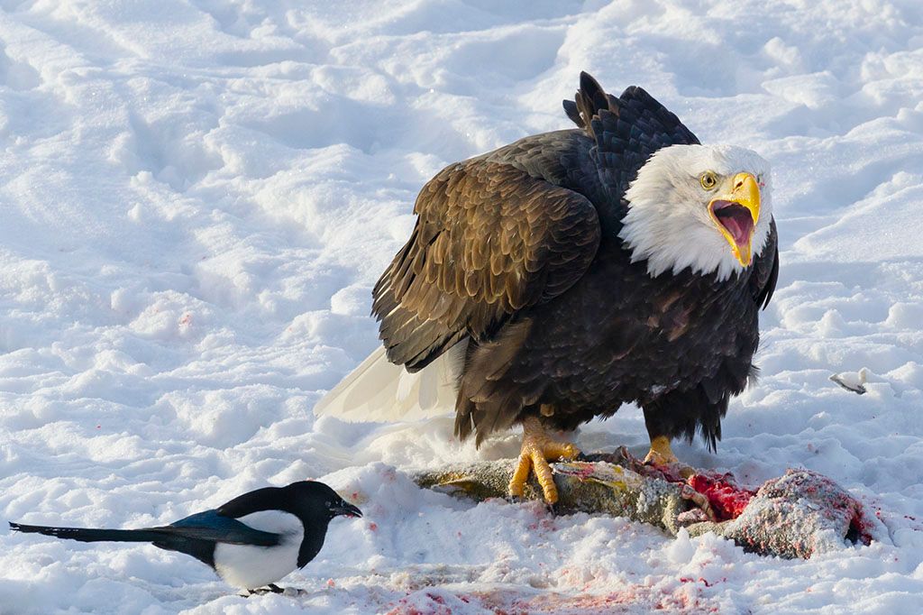 http://i164.photobucket.com/albums/u4/kzpictures/eagle_maagpie_zpsff9b8300.jpg