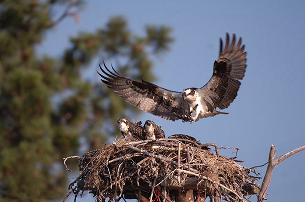 http://i164.photobucket.com/albums/u4/kzpictures/ospreys_2.jpg