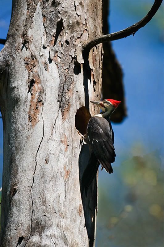 http://i164.photobucket.com/albums/u4/kzpictures/pileated-woodpecker.jpg