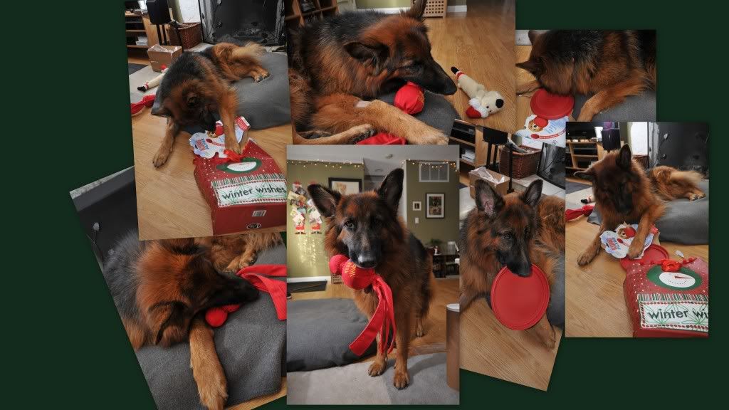 How is your dog at unwrapping? | German Shepherds Forum