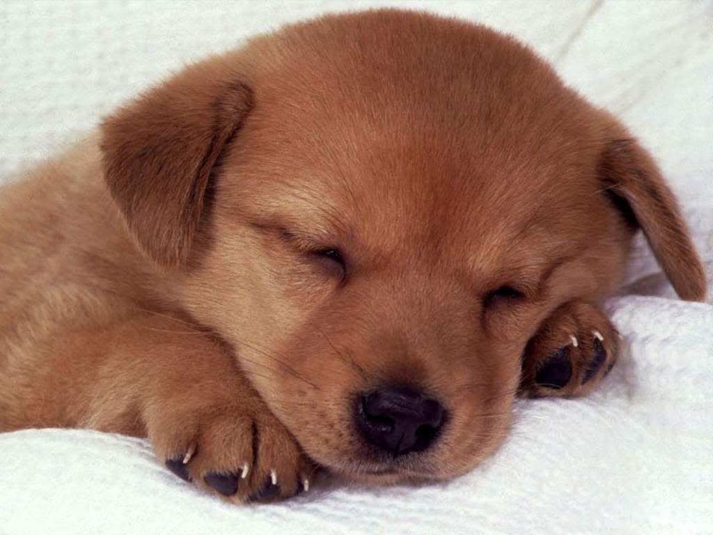 [Image: wallpapers-Sleeping-Puppy-1.jpg]