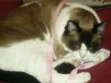 http://i164.photobucket.com/albums/u6/MarciaCat/Murphy1-1-1.jpg