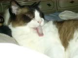 http://i164.photobucket.com/albums/u6/MarciaCat/Murphy2-1-1.jpg