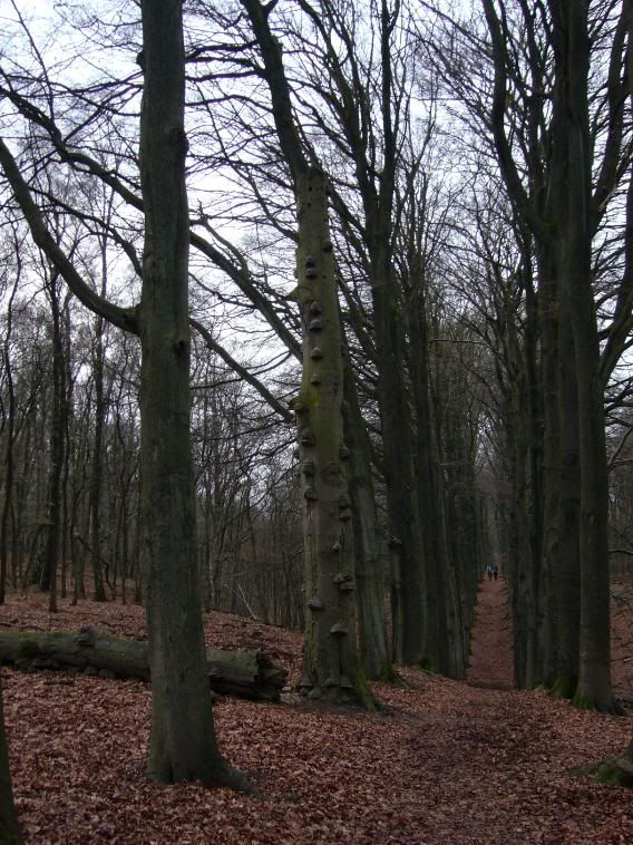 P1020074.jpg