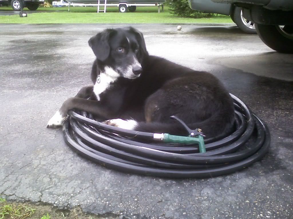 Xoe Likes the Garden Hose Pictures, Images and Photos