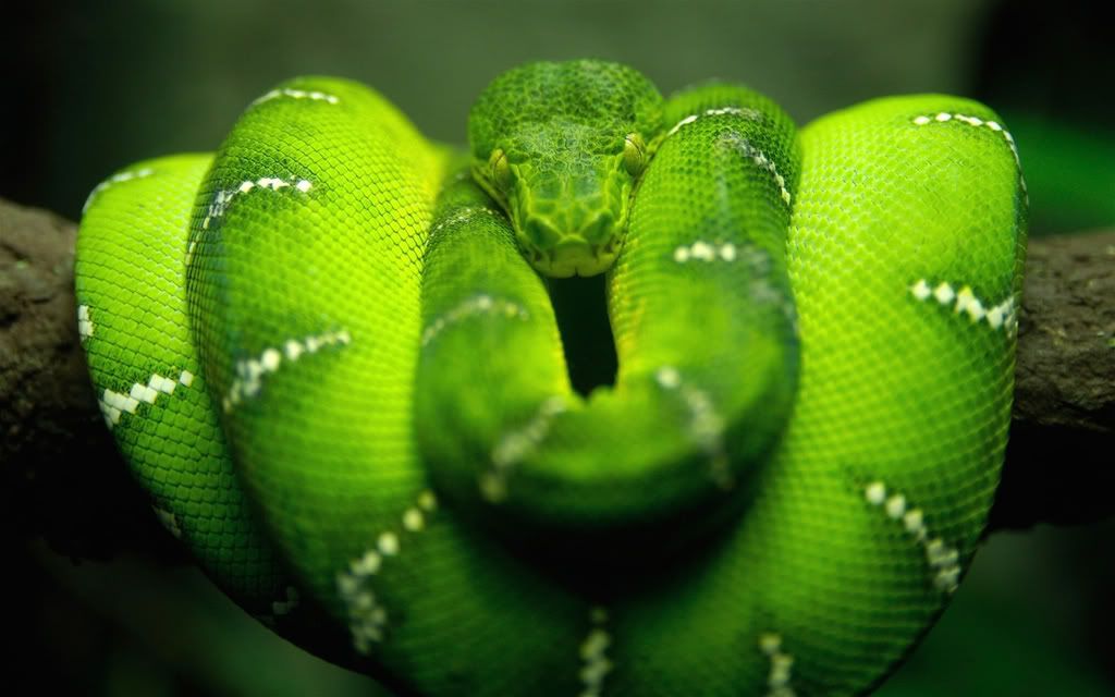 snake wallpaper. snake on a branch Wallpaper
