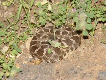 Rattlesnake-02W.jpg