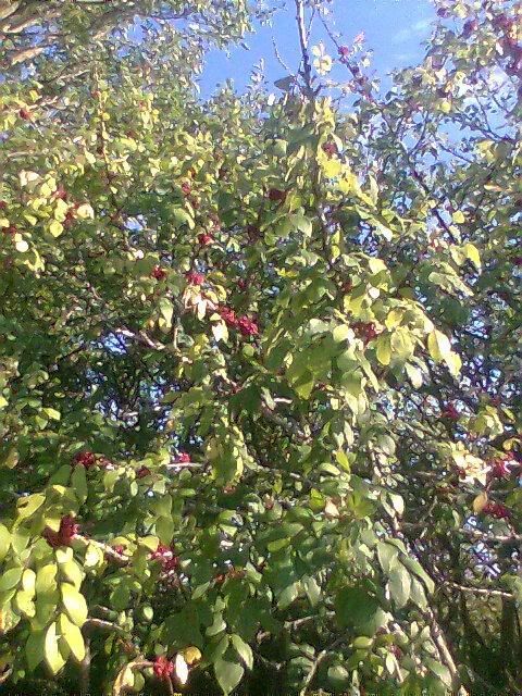 prickly ash tree Pictures, Images and Photos