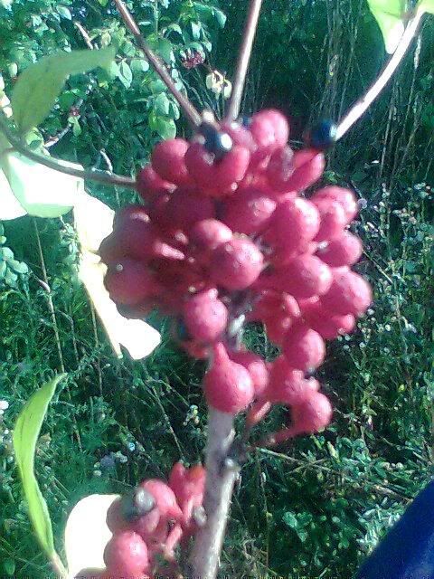 prickly ash beries with black seeds Pictures, Images and Photos