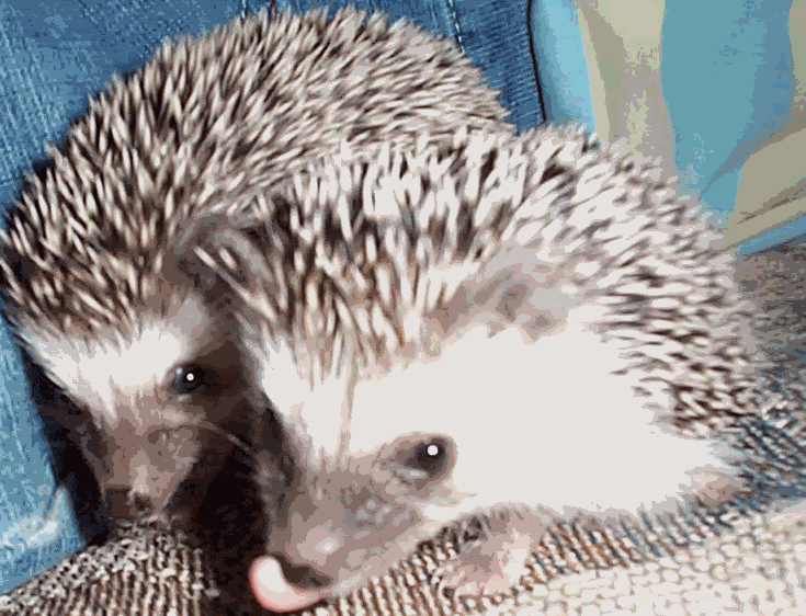 hedgehogs.gif