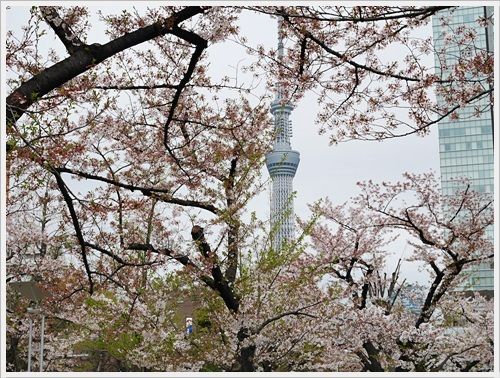 2015 櫻滿開關東之旅- 錦系公園 盡情擁抱天空樹和櫻花吧!