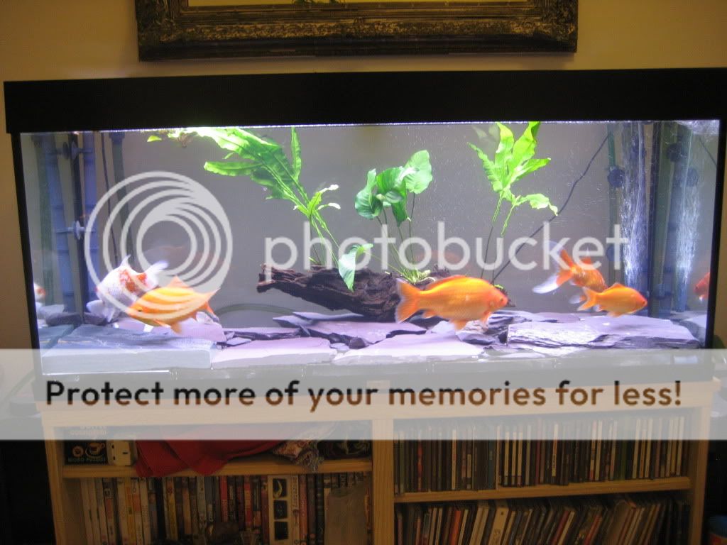 Goldfish-proof plants (Coldwater aquarium) | UK Aquatic Plant Society