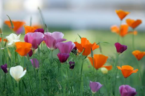 nature-08.jpg